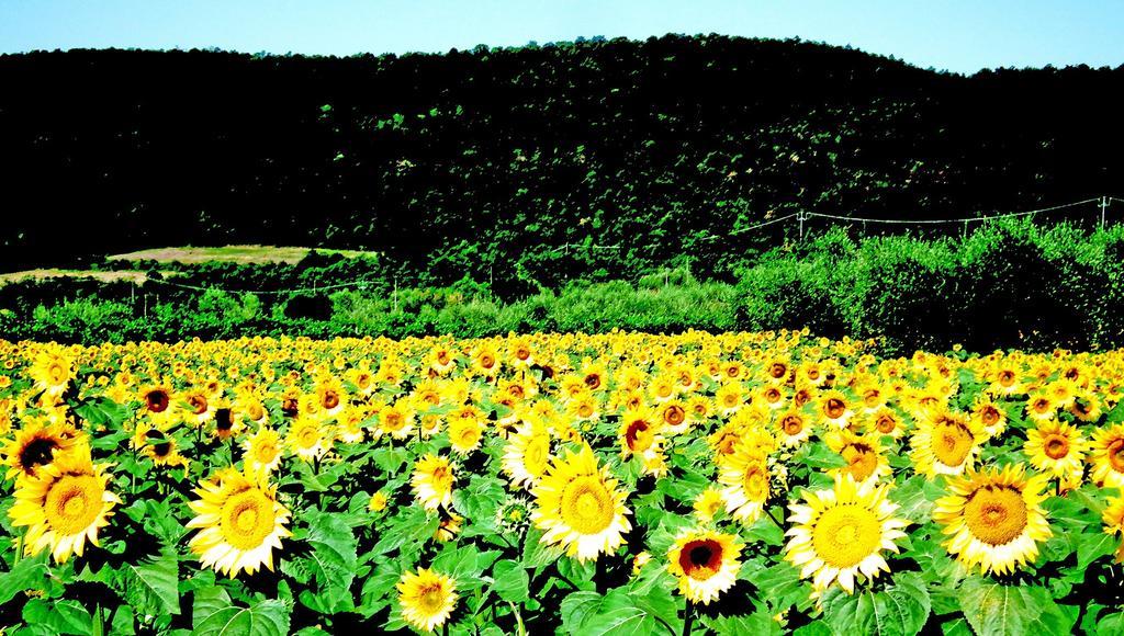مادجوني Azienda Agrituristica I Tre Casali المظهر الخارجي الصورة